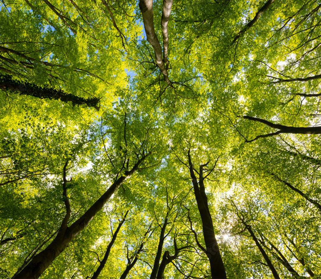 tree_preview