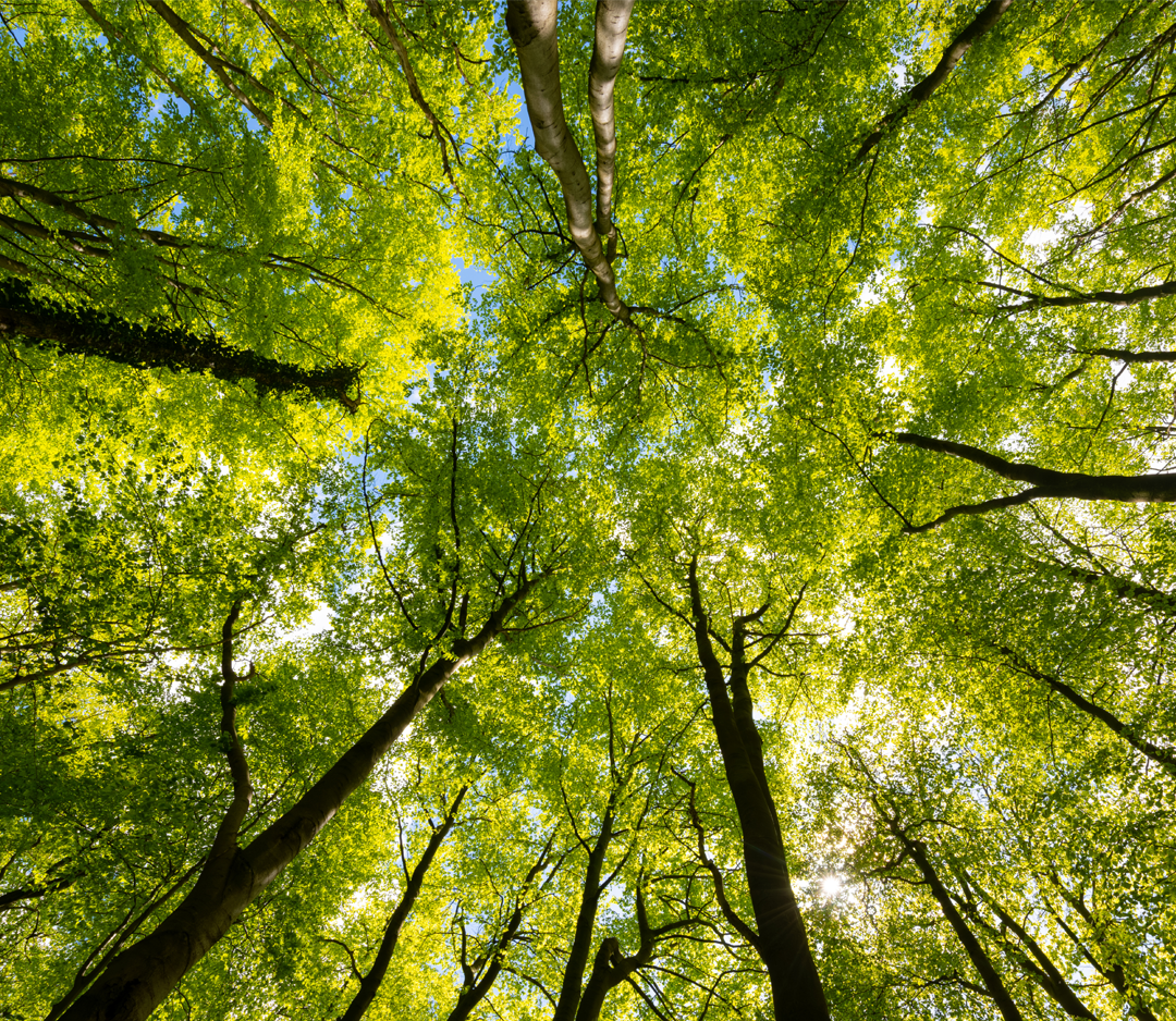trees